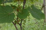 IMGP2671.jpg