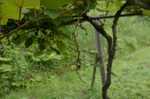 IMGP2678.jpg