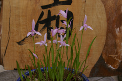 IMGP7968.jpg