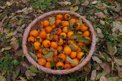 IMGP8473.jpg